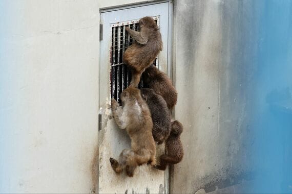 市川市動植物園 サル山