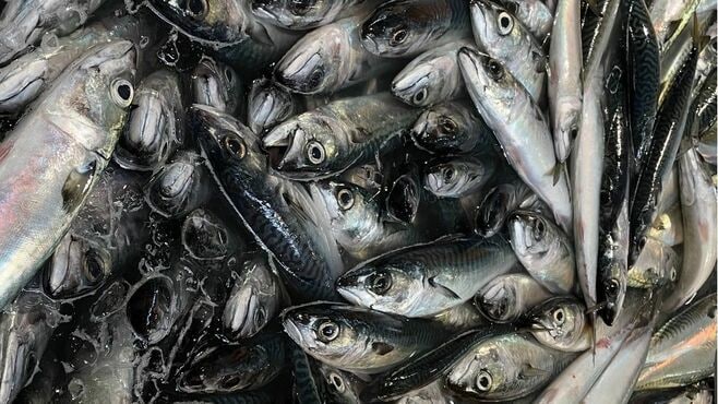 ｢海水温上昇｣でも九州でアジやサバが大漁のなぜ