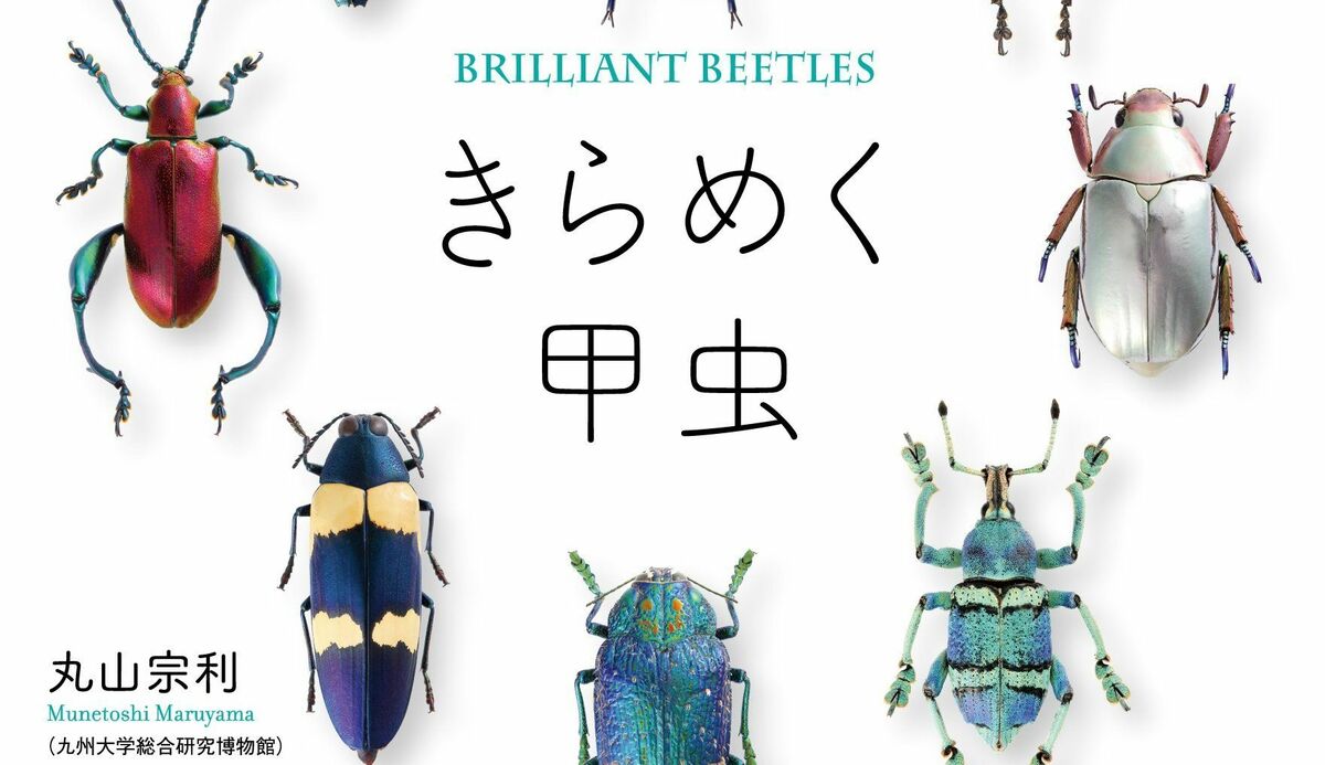 こんなにセクシー！｢キラキラ甲虫｣の秘密 昆虫研究者が惚れた､美し