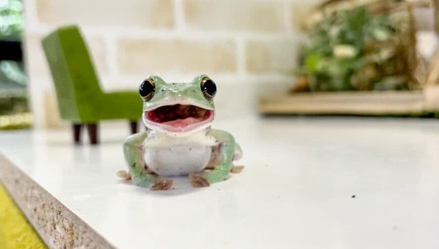 （写真提供：ぴよさん）