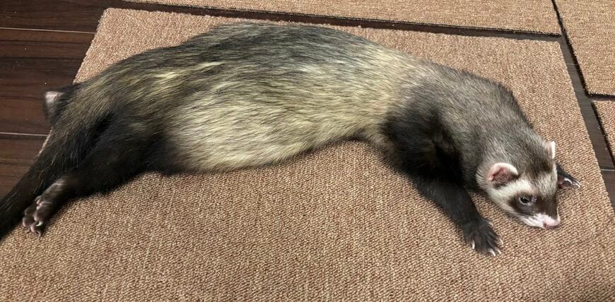 イタチ科の動物は、胴体が細長く足が短め、顔が小さいのが特徴（写真提供：ミキさん）