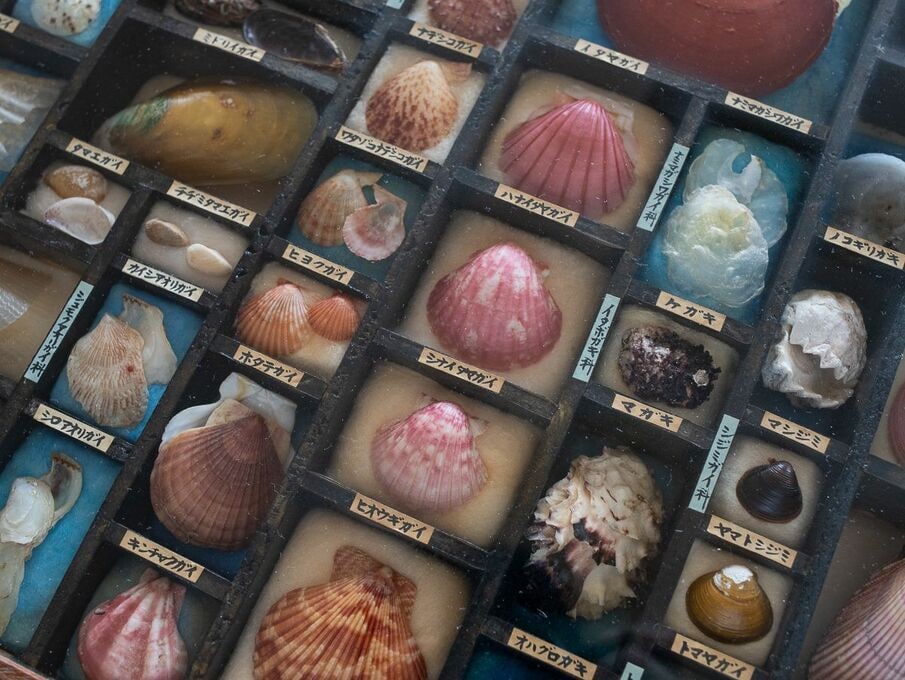 鹿児島県内で採集した「貝殻２１０種類」 - その他