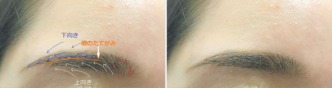 眉頭・眉山・眉尻の毛の密度や流れ