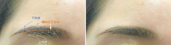 眉頭・眉山・眉尻の毛の密度や流れ