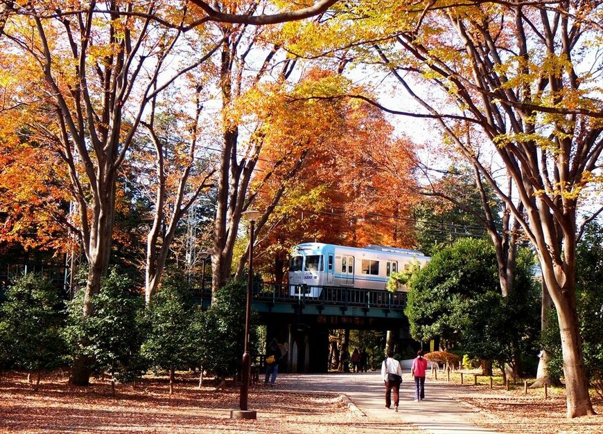 秋は紅葉が美しい井の頭公園（撮影：南正時）