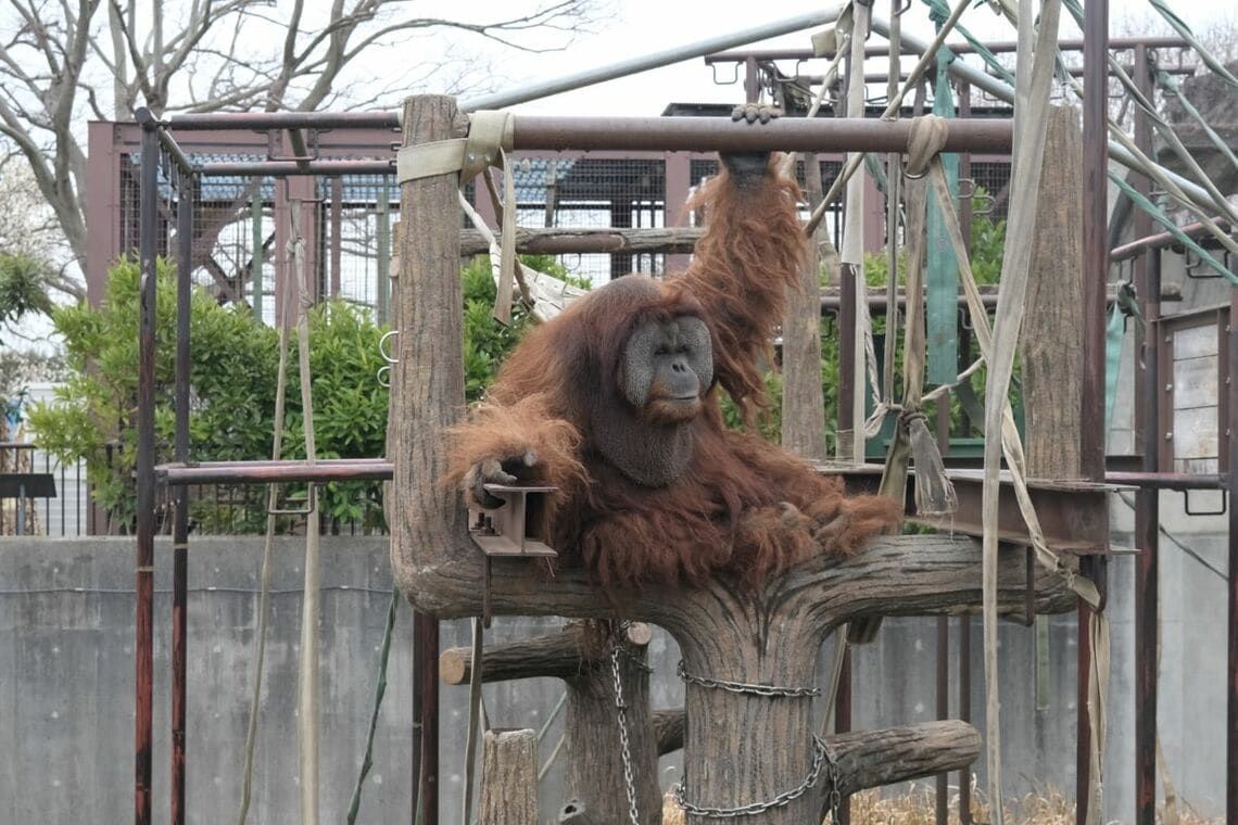 スマトラオランウータン