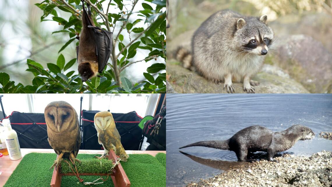 日本には世界中からさまざまな野生生物が、時には密輸により持ち込まれている（写真：故安藤元一さん提供、TRAFFIC、花火／PIXTA、四季写彩／PIXTA）