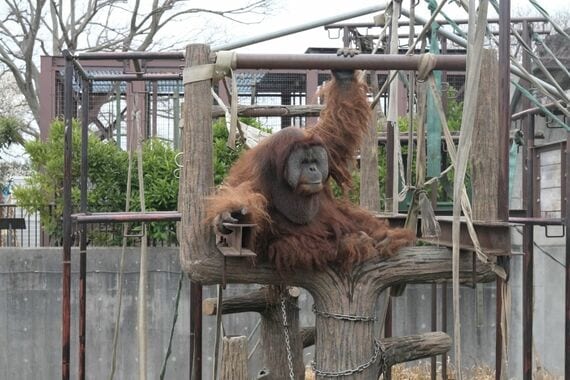 スマトラオランウータン