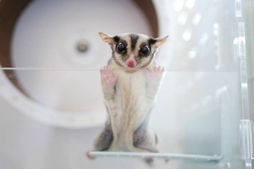 ひろさんの家に舞い降りたフクロモモンガのジゲン君（写真提供：ひろさん）