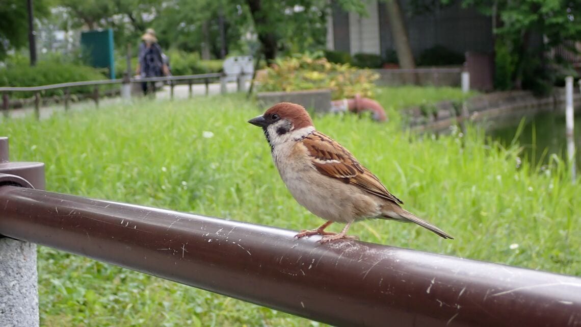 スズメ（写真：古屋正善氏）