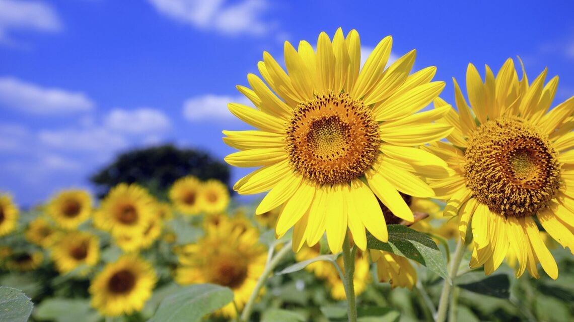 ひまわりのように、高みを目指して成長する企業を見つけに行こう（イメージ写真：ペイレスイメージズ 2／PIXTA)