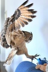 ゲンさんを「つがい」と決めたガルー。フクロウの習性として、ときに家族に攻撃的な行動を見せることも（写真提供：ゲンさん）