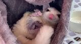 お腹の袋に赤ちゃんを抱えるチャナちゃん。よく見ると赤ちゃんは2匹いる（写真提供：ひろさん）