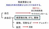 免疫寛容