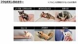 ブログ内でメンデルの遺伝の法則によってフクロモモンガのカラーを解説するひろさん。飼育にもエビデンスを重視している（写真提供：ひろさん）