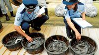 狭まるウナギ監視網 国内外で密流通が横行