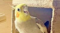 鳴き声がかすれた12歳のオカメインコの死　原因は｢老衰｣ではなかった？　ケージはこまめに掃除を。でも､除菌・消毒スプレーには要注意
