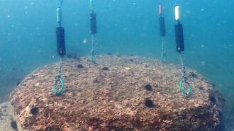 海底に固定された海藻