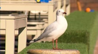 豪の海沿いレストランが客席に水鉄砲を常備