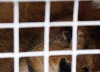 サーカスで虐待されていたライオン33頭救出