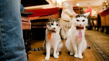 Public Cats of Tokyo: Cafe Arles, Shinjuku