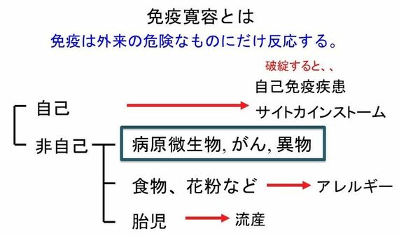 免疫寛容
