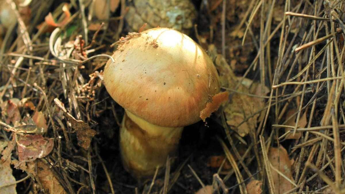 景気後退の中でも高成長が期待できる銘柄の｢有力指標｣｜会社四季報オンライン