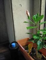 外にいるだけで汗をかく熱帯夜の日に検証した（著者撮影）