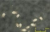チリダニ（写真：ダスキン開発研究所提供）
