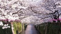 Where to See Cherry Blossoms in Tokyo