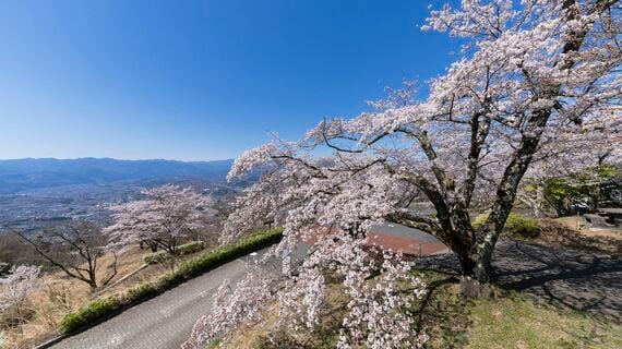 美の山公園の桜