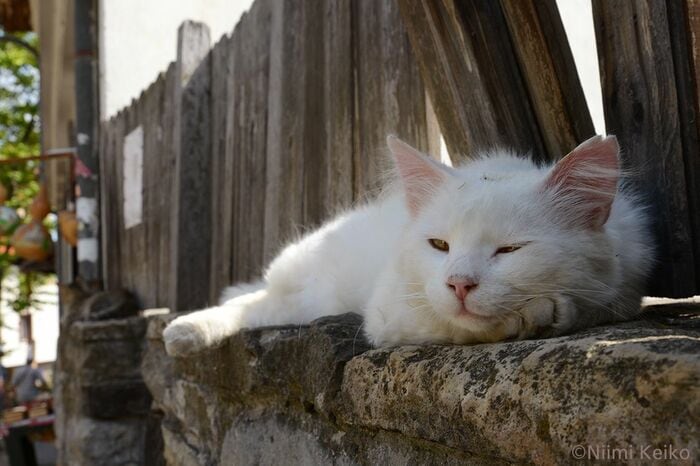 気だるそうに歩く鳩を見ているうちに眠気が襲ってきた