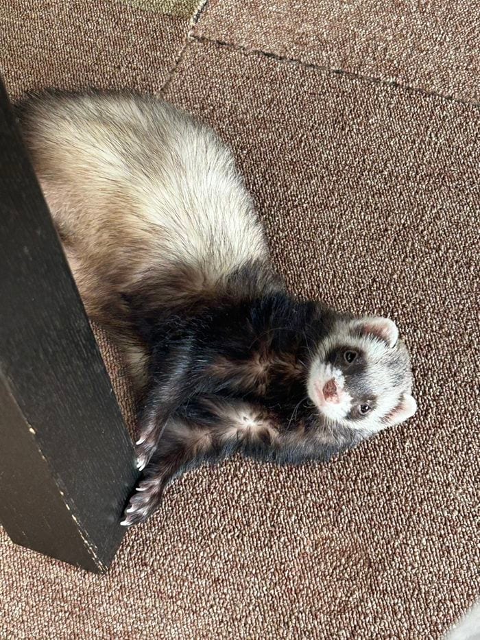 夫婦のLINEのやりとりも、マロンくんの様子や写真でいっぱいになった（写真提供：ミキさん）