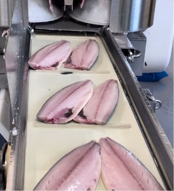 ノルウェーサバのフィーレ（写真：筆者提供）