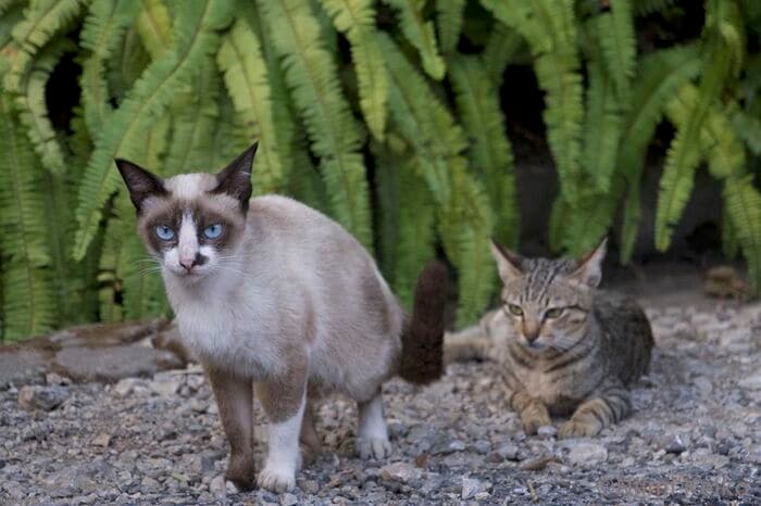 夕暮れ時に物悲しくなったので、好きな猫に寄り添ってみた