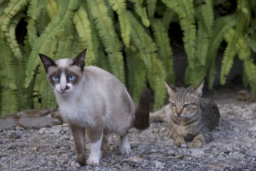 夕暮れ時に物悲しくなったので、好きな猫に寄り添ってみた（ラオス・ルアンパバーンにて／写真：新美敬子）