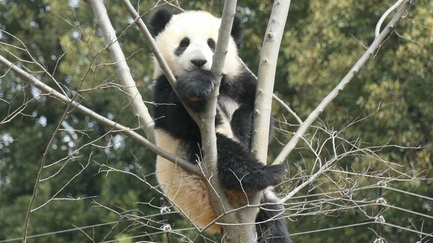 約2カ月の休園を経て再開園した上野動物園の様子をお届けします。写真はレイレイ。3月23日（筆者撮影）