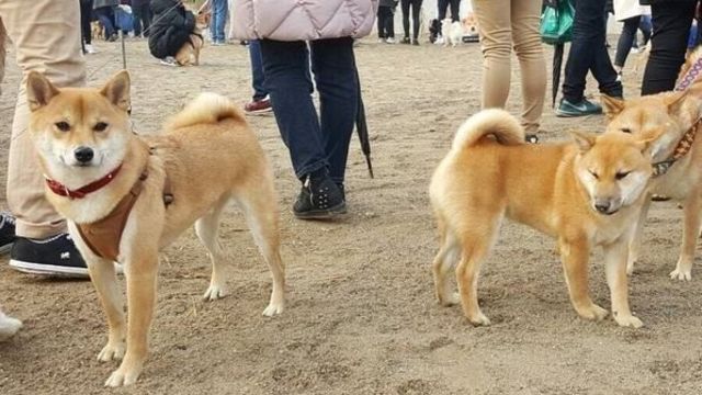 日本の柴犬 が韓国で人気犬種になった理由 韓国 北朝鮮 東洋経済オンライン 社会をよくする経済ニュース