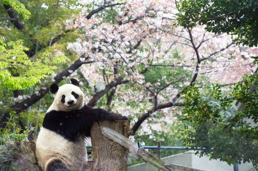 シンシン。2013年3月31日撮影（写真：高氏さん提供）