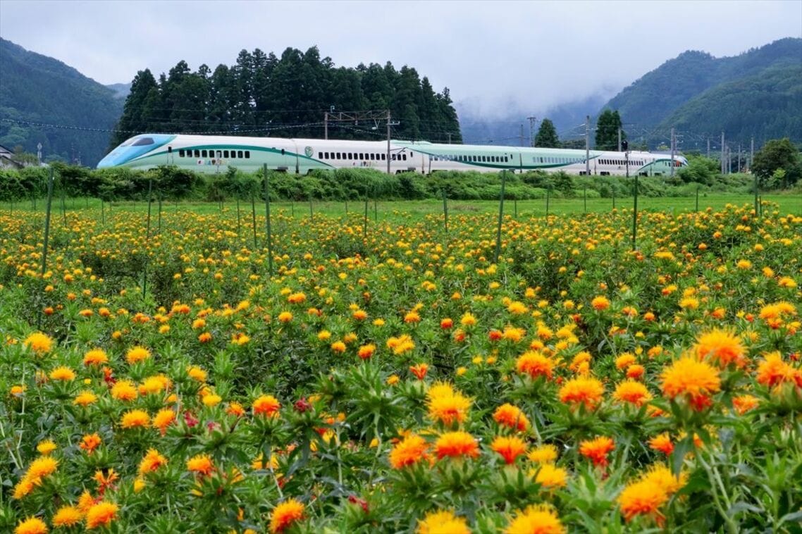 紅花が咲き誇る中を駆ける「とれいゆ つばさ」