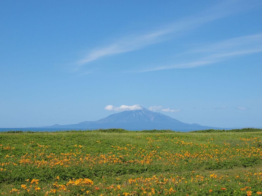 エゾカンゾウの花と利尻山（写真：のこのこのんた／PIXTA）