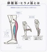 （画像：『世界一わかりやすい 筋肉のつながり図鑑セルフケア編』より）