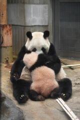 シンシン、シャンシャン。2018年1月12日撮影（写真：高氏さん提供）