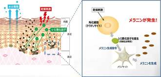 「シミ・リバウンド」で春夏の努力がムダに 秋冬も美白ケアが大切な理由