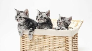 猫に夢中な人｣に見てほしい名作映画の魅力 そのかわいさだけに目を奪