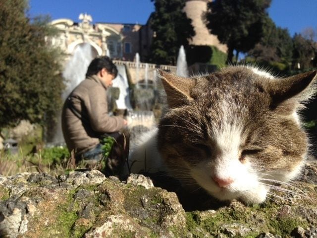 第2位：ティヴォリのエステ家別荘と猫