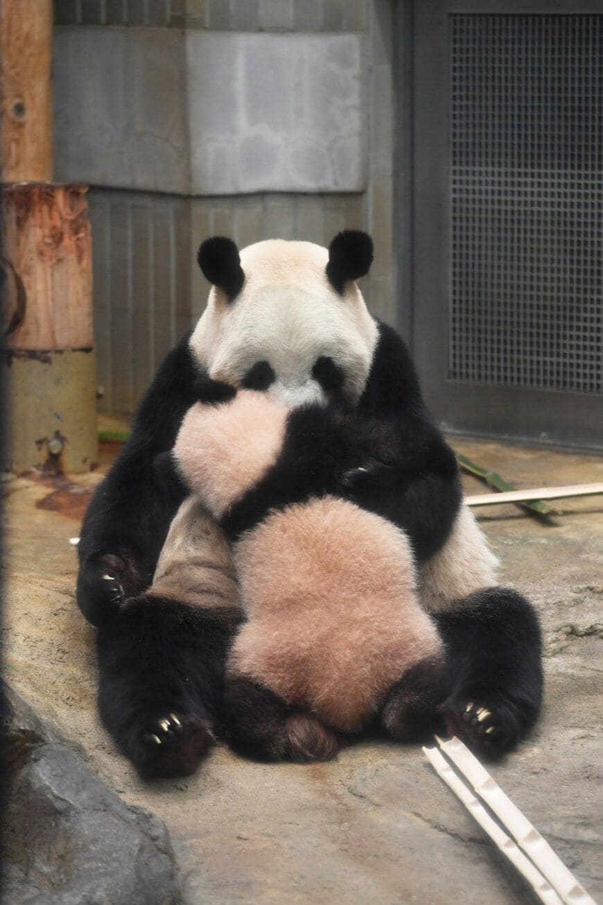 シンシン、シャンシャン。2018年1月12日撮影（写真：高氏さん提供）
