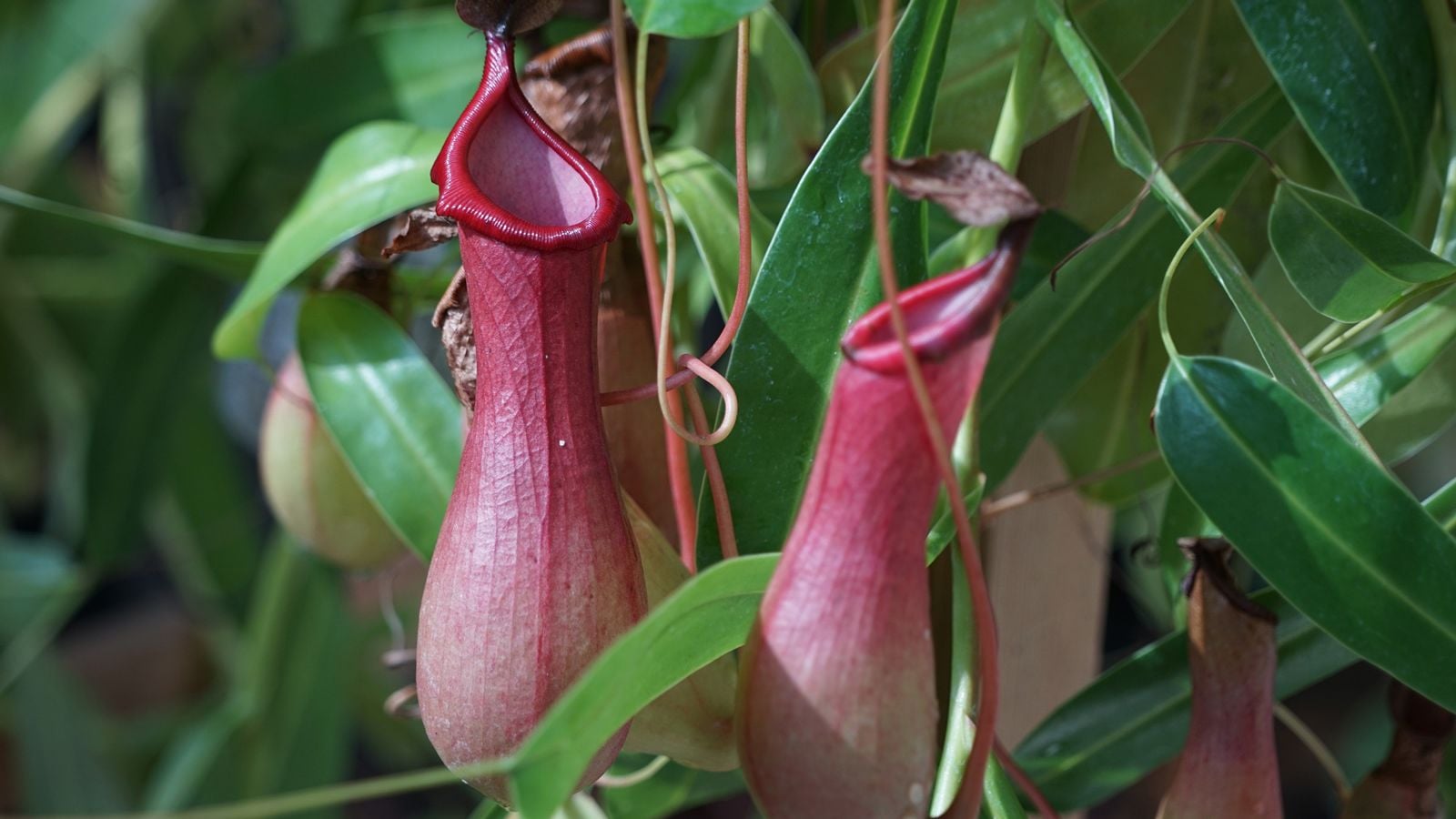 食虫植物が 虫を食べなければならない 納得の訳 雑学 東洋経済オンライン 社会をよくする経済ニュース