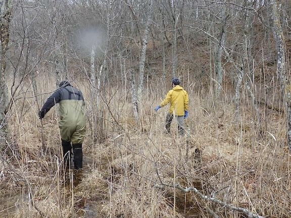 キタサンショウウオの卵のうを探して湿原の中を歩く元永さん（左）と戸山さん（写真：釧路水域保全の会提供）