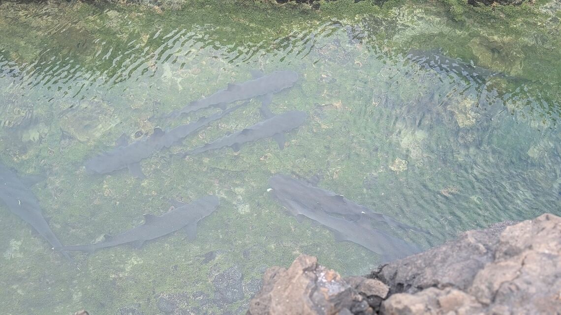 ネムリブカが生息する海